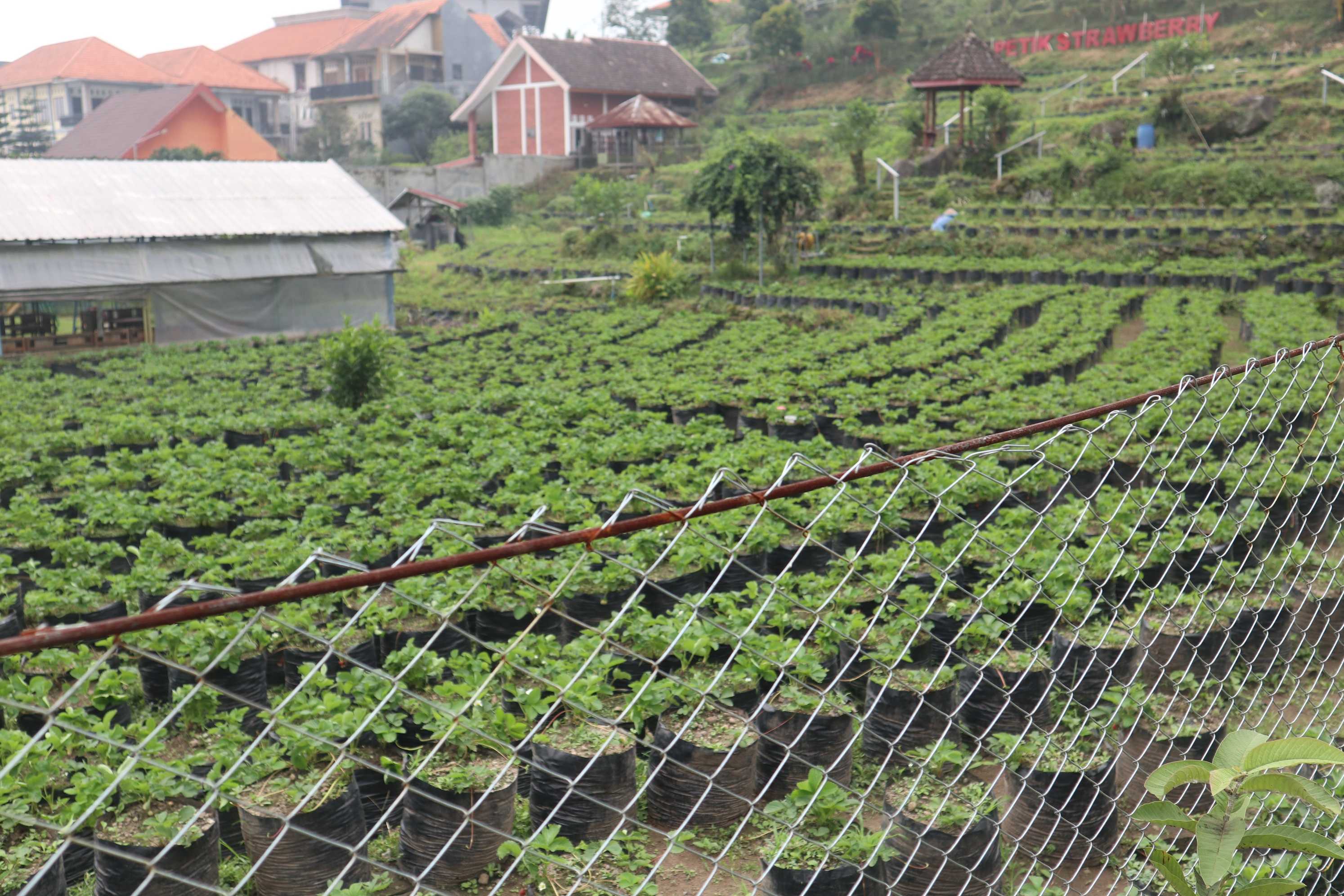 Petik Strawberry Padusan Park Mojokerto: Lokasi, Harga, dan Jam Buka
