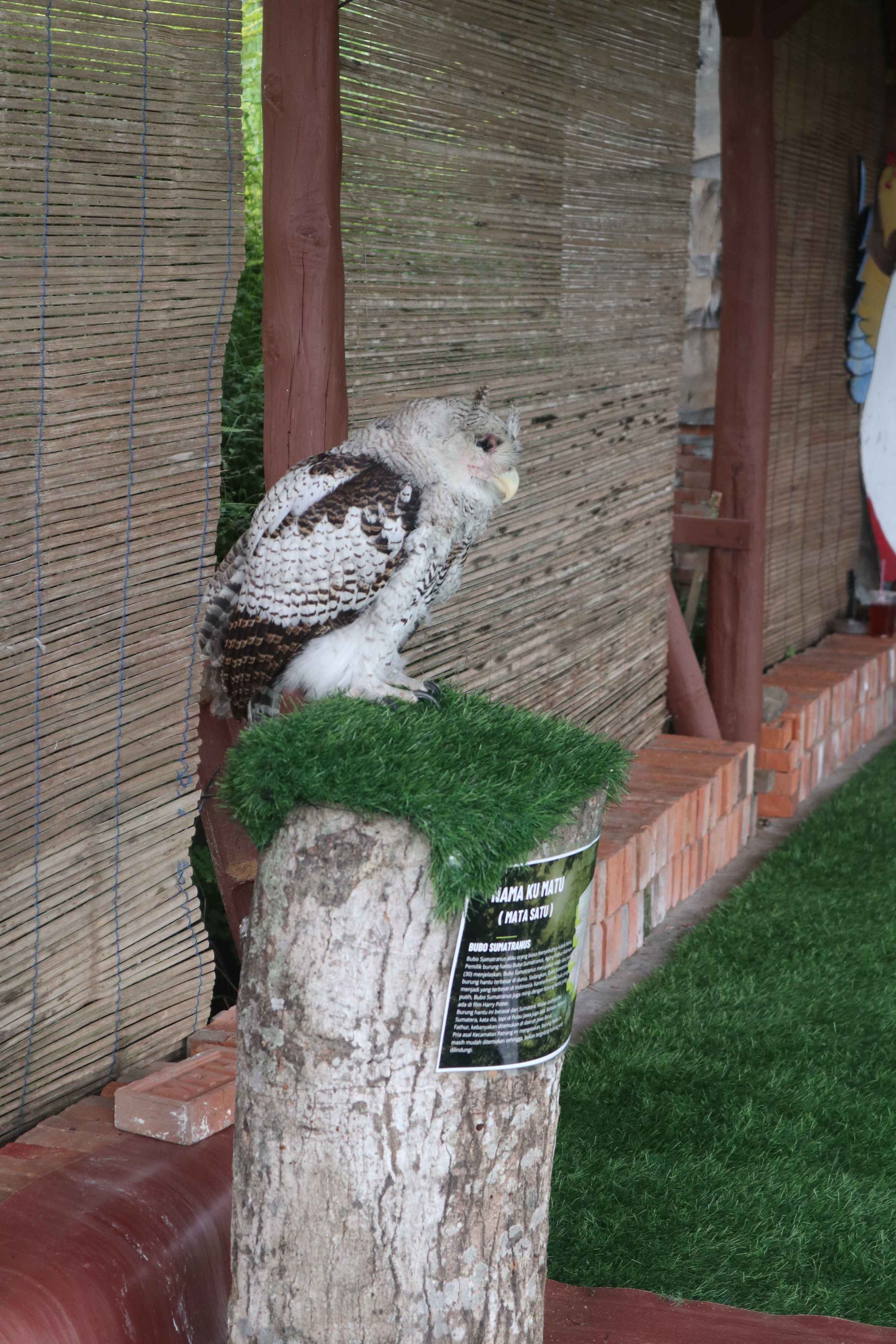 Rumah Burung Padusan Park Mojokerto: Lokasi, Jenis Burung, dan Harga Tiket
