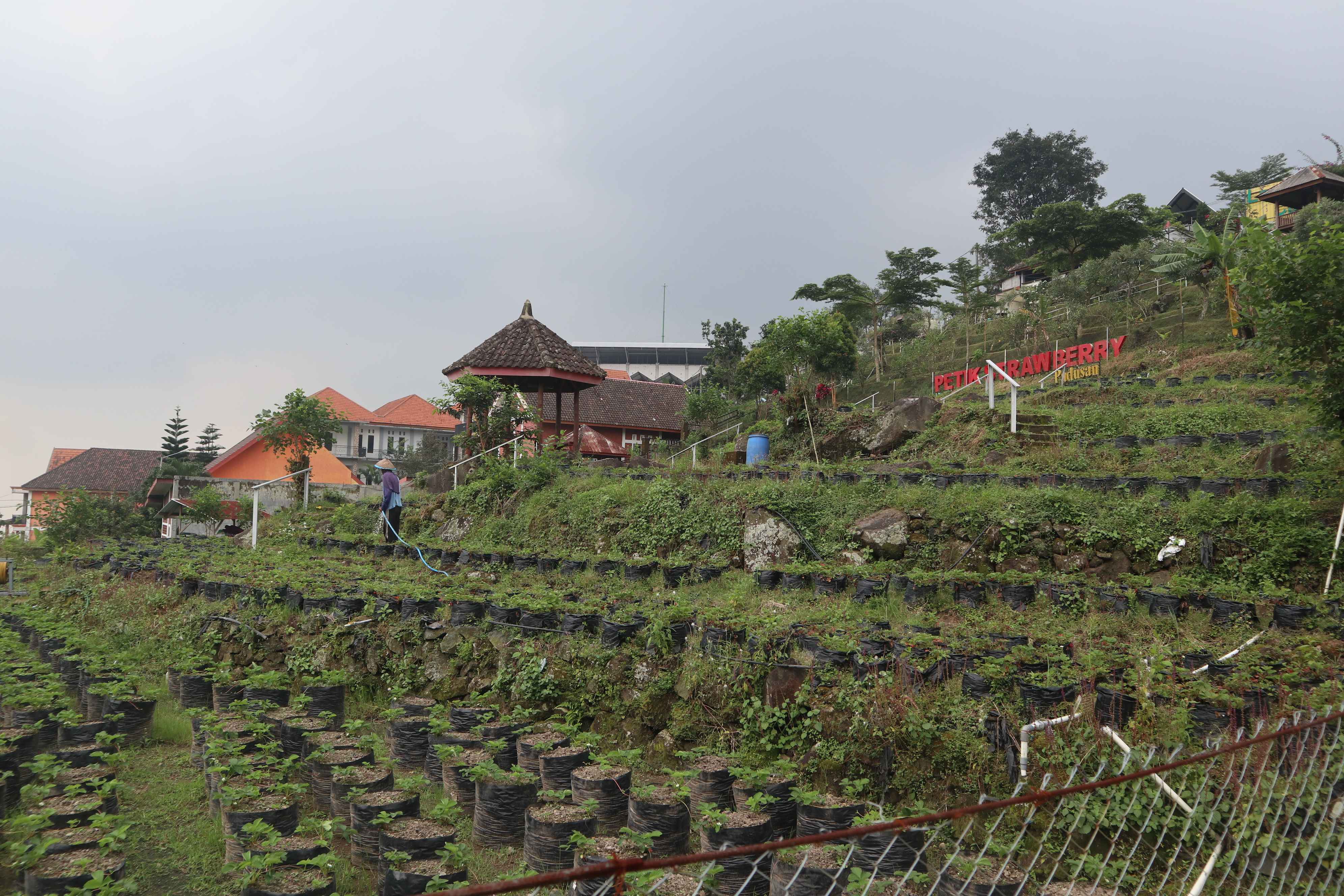 Serunya Melatih Motorik Anak Lewat Kegiatan Petik Strawberry di Padusan Park