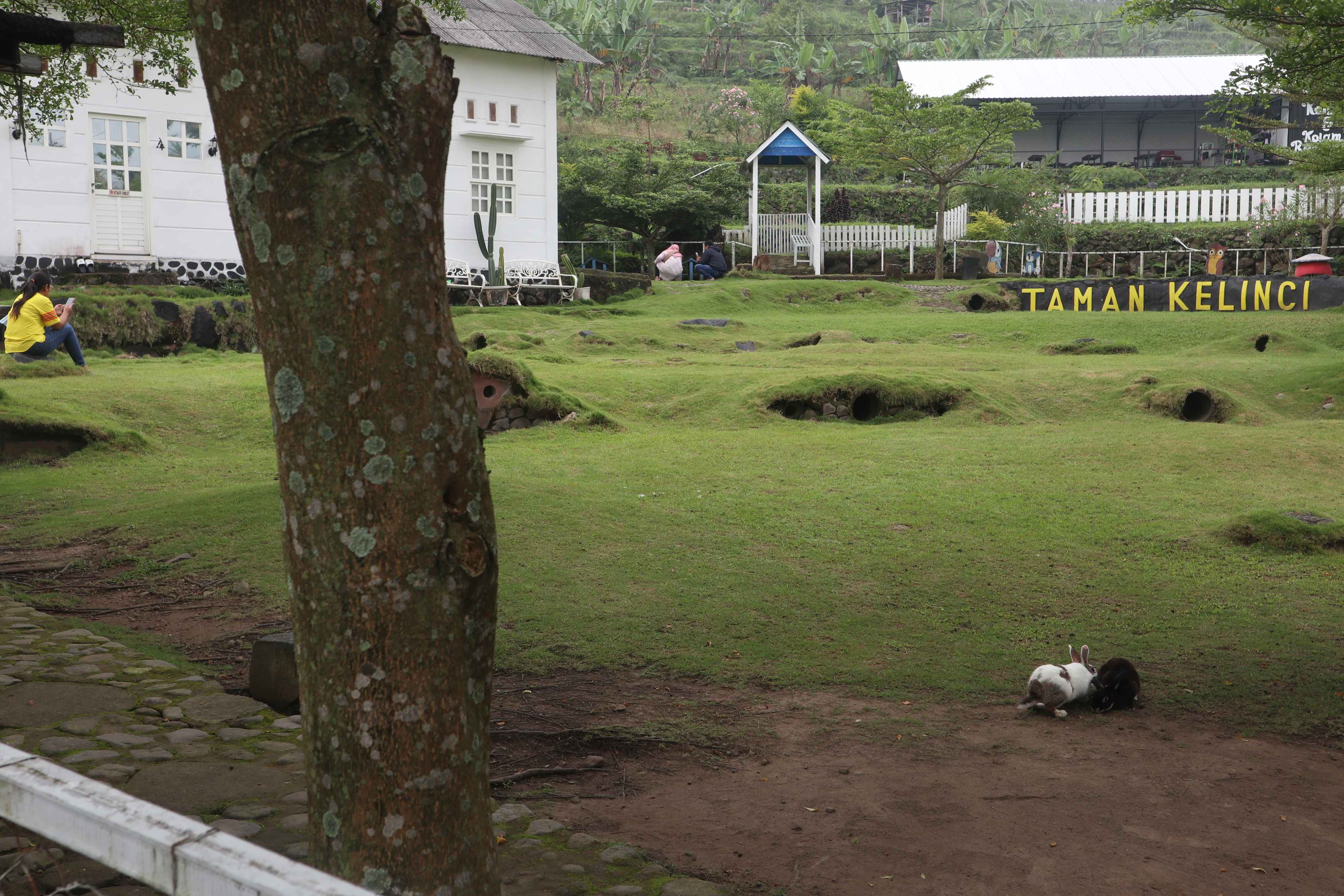 Gambar Artikel Rumah Kelinci Padusan Park: Wisata Alam Seru yang Baik untuk Perkembangan dan Kesehatan Mental Anak